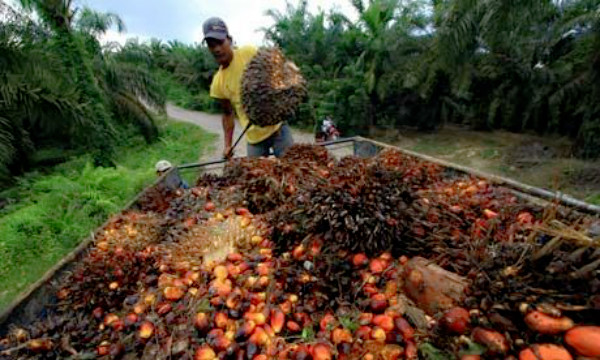 palm fruit bunch