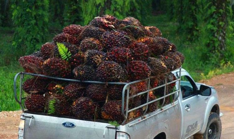 fersh palm fruit bunches