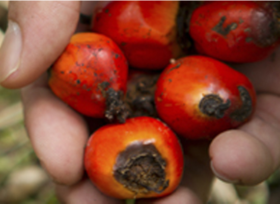 palm fruit