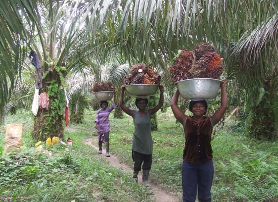 palm fruit bunches