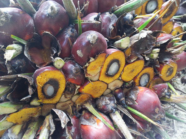 Palm fruit plant