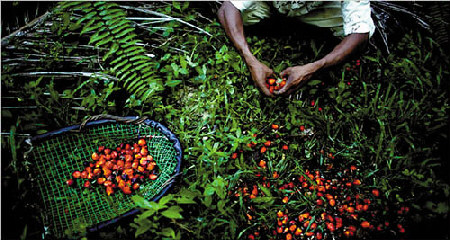 fruits of palm trees