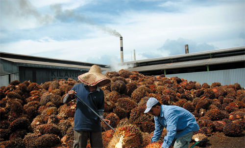 palm kernel