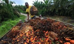 อุตสาหกรรมน้ำมันปาล์มใน Ivory Coast แอฟริกา