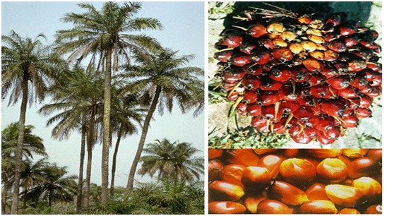 oil palm tree