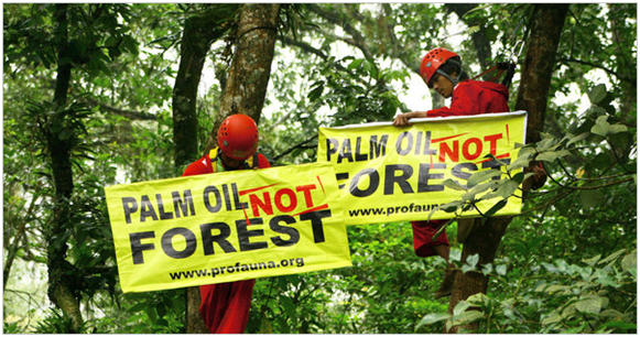 palm oil