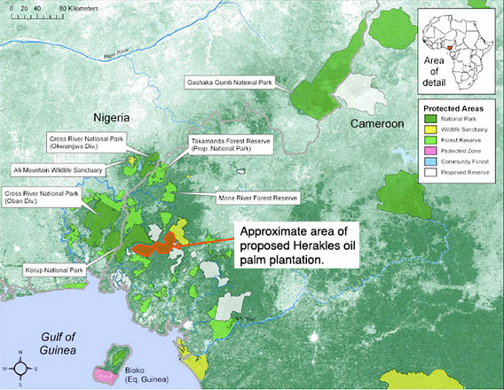 palm oil plantation around cameroon