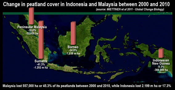 Indosia palm plantations