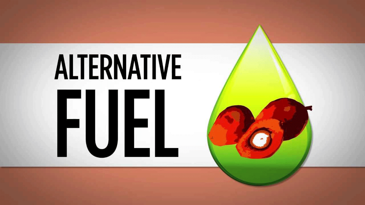 biodiesel production from palm oil