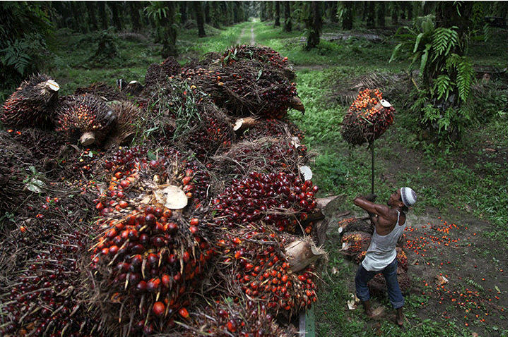 palm oil