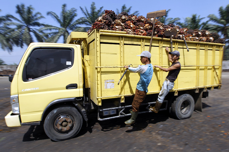 palm oil processing