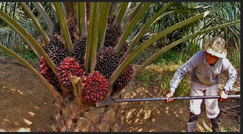 palm fruit tree